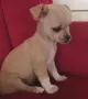чихуахуа момченце, снимка 3
