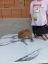 продавам пинчери, снимка 11