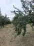 Овощна градина сорт Стенлей , снимка 6