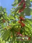Черешова градина в с. Узунджово, обл. Хасково 🍒, снимка 3