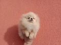 Мини Померан. Миниатюрно момиче. Реални снимки от 17.12.25 г, снимка 5