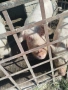 Продавам прасенца и една голяма свиня, снимка 5