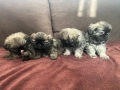 Малки Пекинези, снимка 5