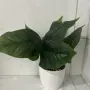 Изкуствено растение Cozevdnt в саксия ново, зелено, снимка 9