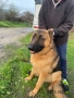 Продавам мъжка немска овчарка, снимка 15