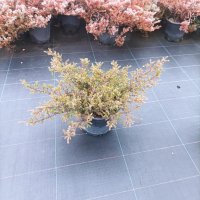 Хвойна Репанда, Juniperus communis 'Repanda', снимка 9 - Градински цветя и растения - 39312081
