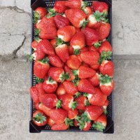 разсад ягоди, снимка 4 - Сортови семена и луковици - 30700037