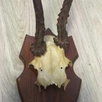 Еленови рога с череп#1, снимка 2 - Антикварни и старинни предмети - 42353824