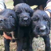 Продавам три малки кученца , снимка 2 - Кокер шпаньол - 42814046