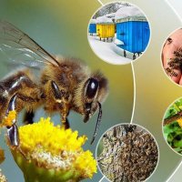 Казеинов протеин млечен 85 % за подхранване на пчелни семеиства., снимка 1 - За пчели - 38457519