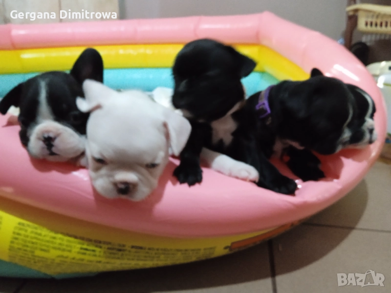 Френски булдог , снимка 1