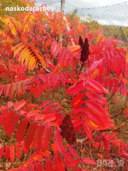 Рустифина, влакнест шмак, снимка 1