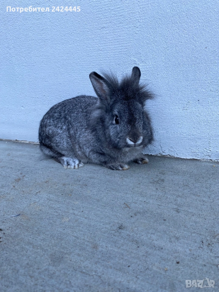 Декоративно зайче, снимка 1