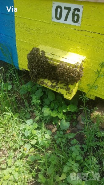 Пчелни семейства и отводки, снимка 1