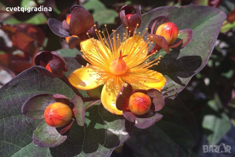 Hypericum Miracle Night (Хиперикум Вълшебна нощ), снимка 1