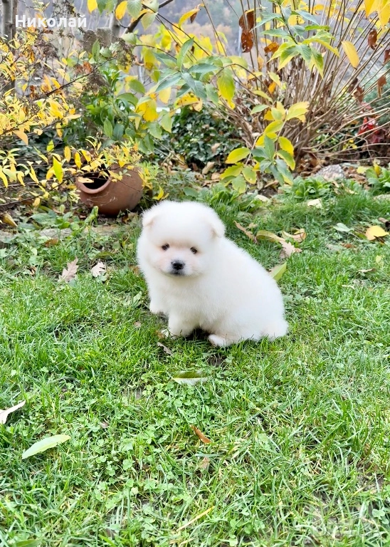 Померан момче със втора ваксина. Померанче, снимка 1