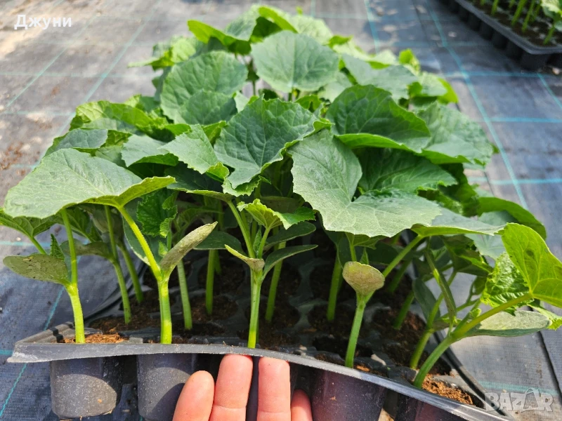 разсад краставици и корнишони , снимка 1