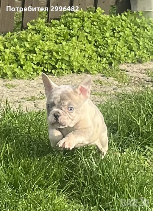 Френски булдог , снимка 1