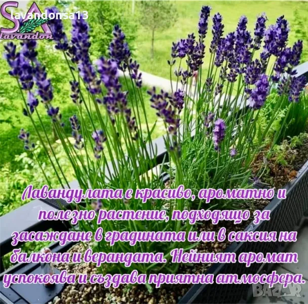 Лавандула в саксии-сортове, снимка 1
