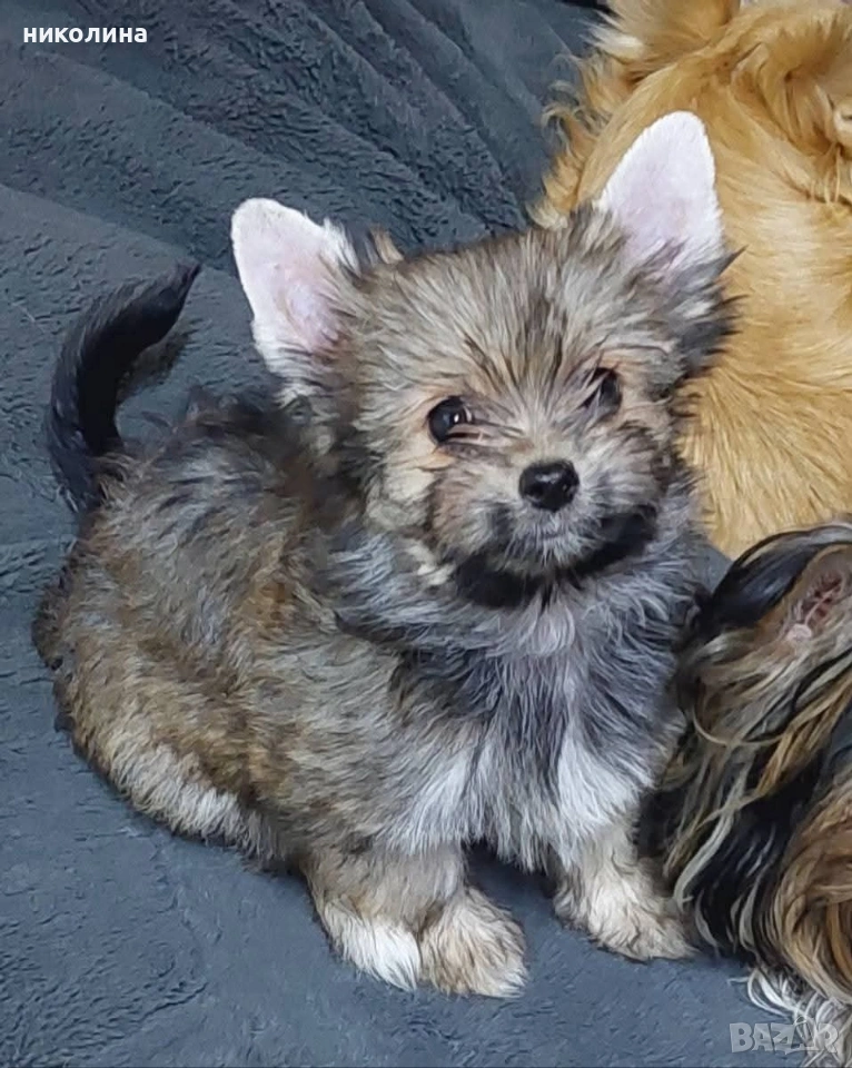 Продавам Йоркширски териер , снимка 1
