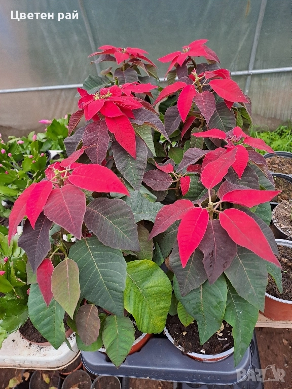 РАЗПРОДАЖБА на Коледна звезда , снимка 1