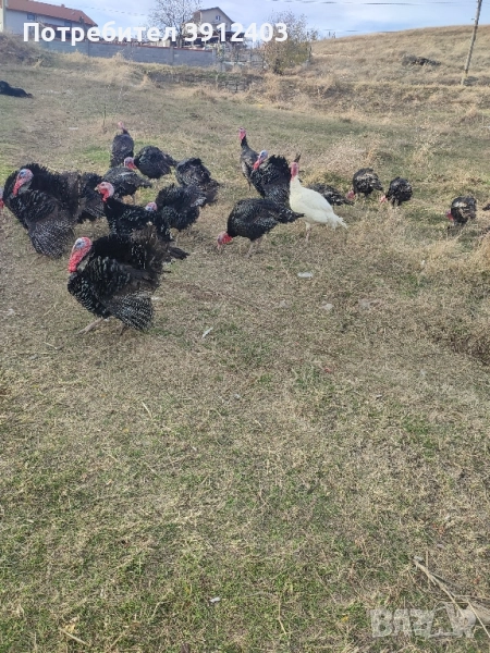 Продавам Пуйки тел.0888424321, снимка 1