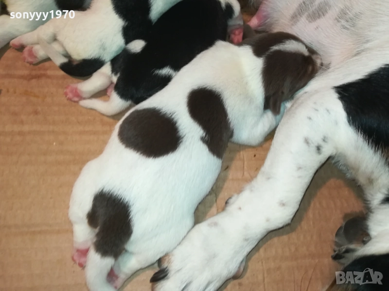 ДЖАК РЪСЕЛ-СЛАДКИ КУЧЕНЦА 2208251803, снимка 1