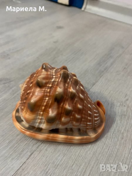 Декоративен рапан, снимка 1