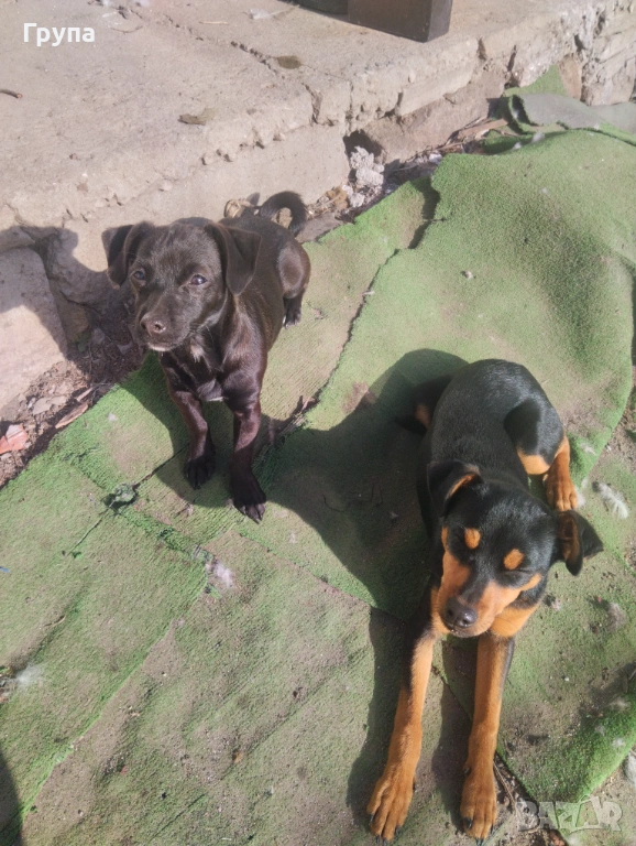 Продавам 2 Кучета , снимка 1