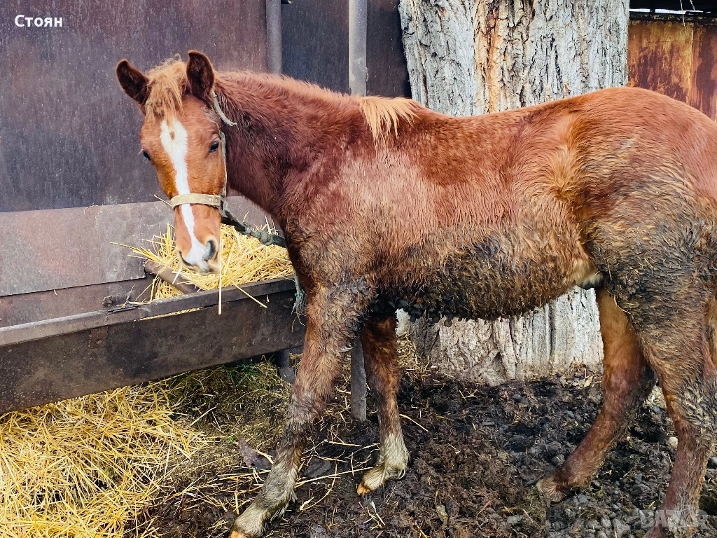 Хафлингер , снимка 1