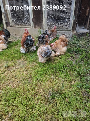 Мини кохин порцелан , снимка 3 - други­ - 54170142