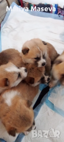 Малки кученца Акита , снимка 4 - Акита - 52511472