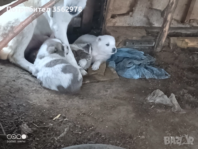 кученца кръстоска между каракачанка и алабай , снимка 13 - Други - 52578998