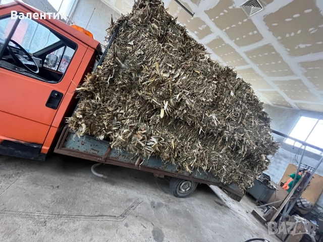 Продавам Бали царевичак, снимка 3 - За селскостопански - 51507552