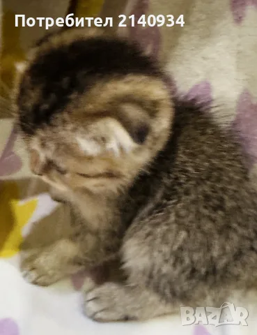 Шотландско клепоухо котенце. Златна чинчила. Scottish fold. Момче, снимка 3 - Чинчили - 55971098