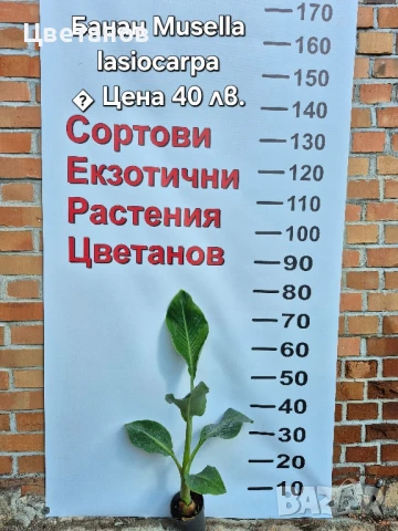 Банан Musella lasiocarpa 