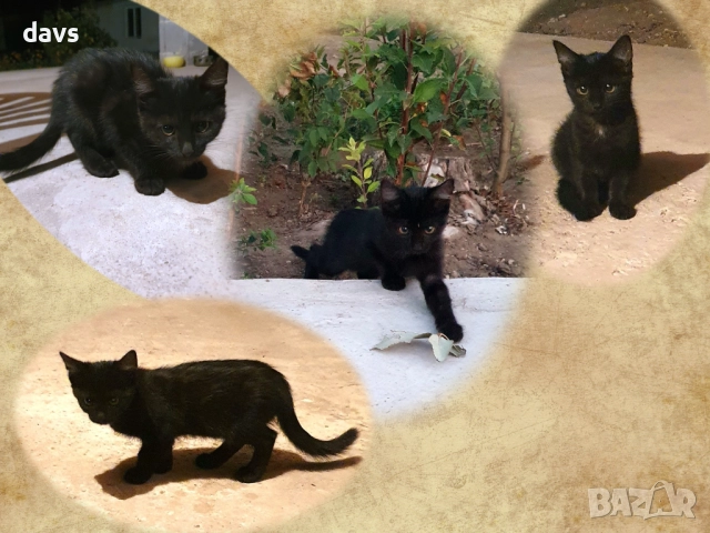 Малки котета – различни шарки, снимка 2 - Други - 51941131