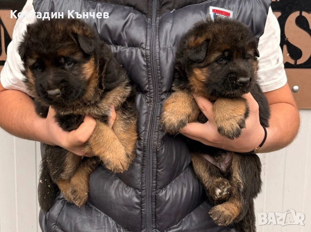 Немска овчарка кученца, снимка 5 - Немска овчарка - 52974378