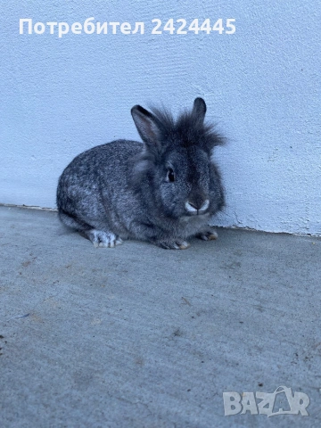 Декоративно зайче