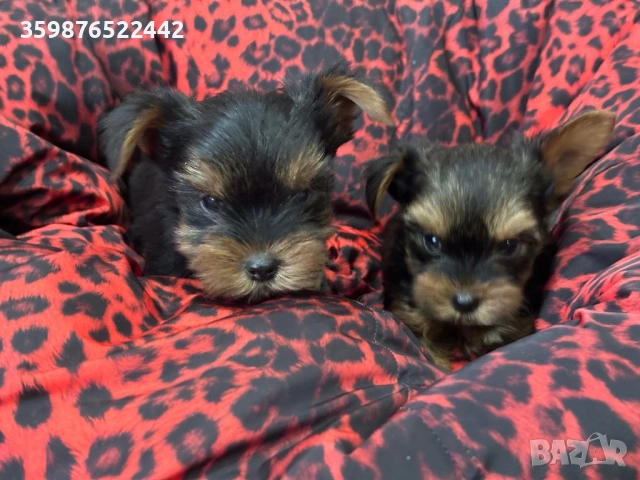 Йоркширски териерчета 