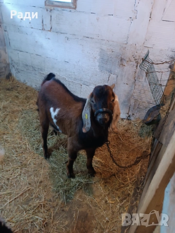 Продавам младо породисто пръчле., снимка 5 - Кози - 53092014