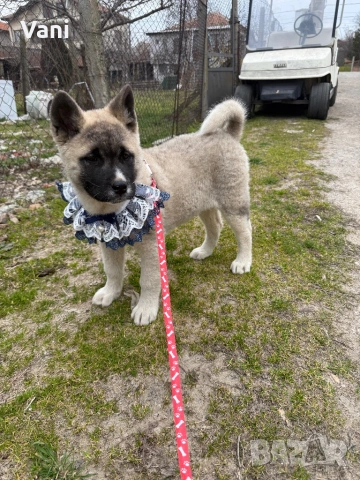 Американска акита кученца, снимка 7 - Акита - 53021892