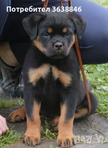 Ротвайлер, снимка 2 - Ротвайлер - 49798052