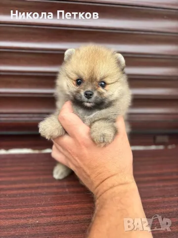 Померанчета , снимка 1