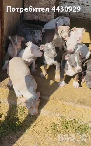American Bully XL, снимка 3 - Американски стафордширски териер - 56317527