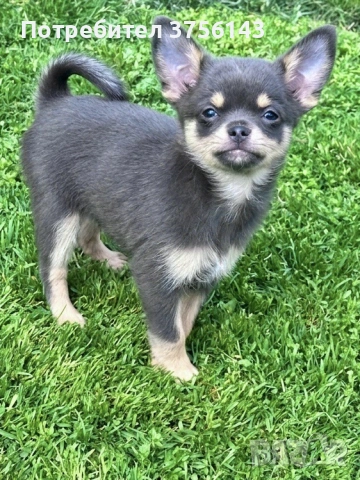 Уникално Мъжко Чихуахуа Син Тен