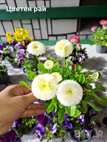 Парички 2€брой саксия , снимка 7 - Градински цветя и растения - 54222972