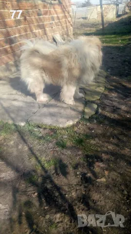 Мъжко Чау Чау за разплод, снимка 4 - Чау Чау - 49173490