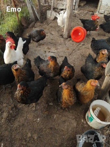 продавам пилета на 1 м и на 3, снимка 2 - Други животни - 52882984