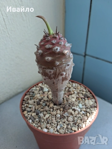 Сукуленти само за ценители, снимка 11 - Стайни растения - 35248161